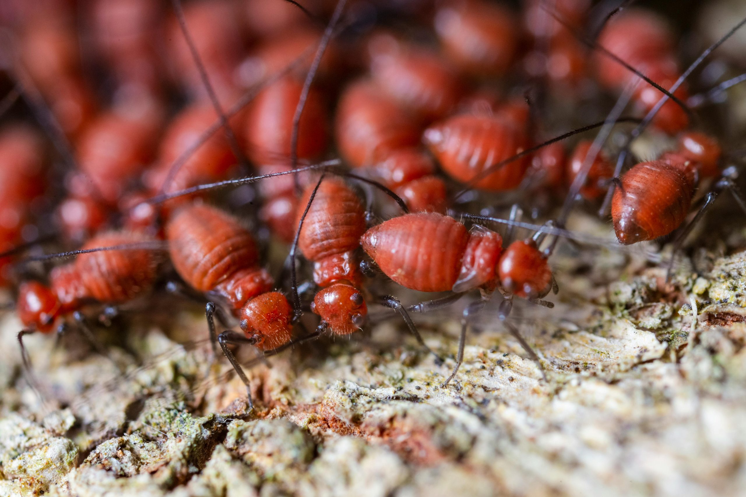 Why are termites common in Australia?