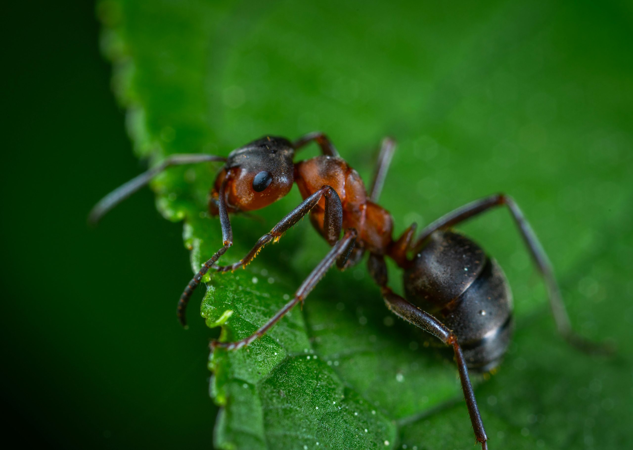 How to Get Rid of Ants