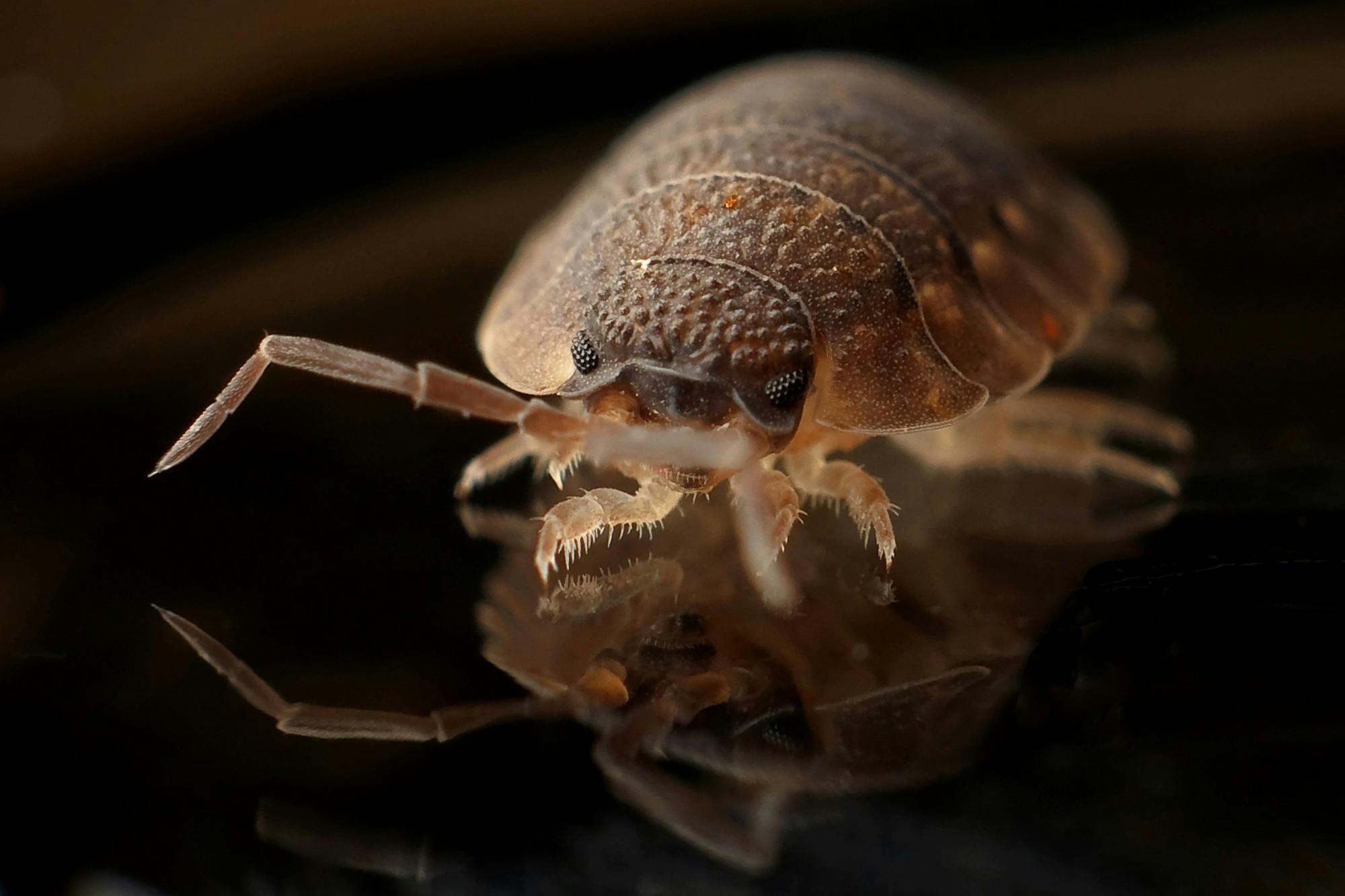 How to Get Rid of Bed Bugs