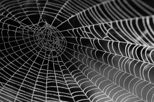 Spider web, clear spider web 