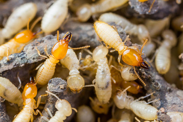 Why are termites so common in Australia?