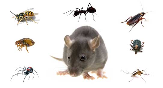 Electric Pest Control Sydney