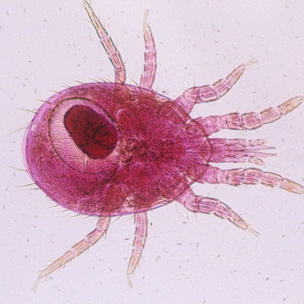 Rodent Mites