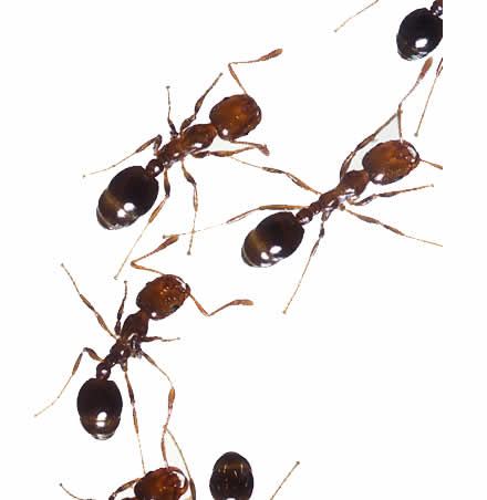 How to Get Rid of Ants, White Ants, Black Ants